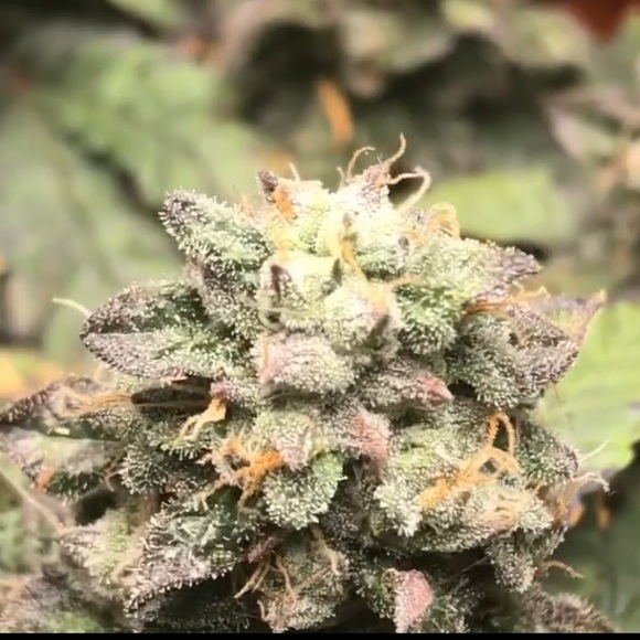 Latrobe Farmer’s Seeds Only Exotics Are Grown here - Picture 2 of 9